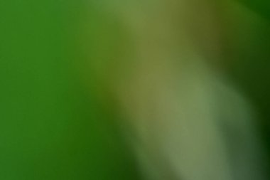 Bokeh yeşil doğa, grafik tasarımı veya duvar kağıtları için soyut biçimdeki ince arkaplan