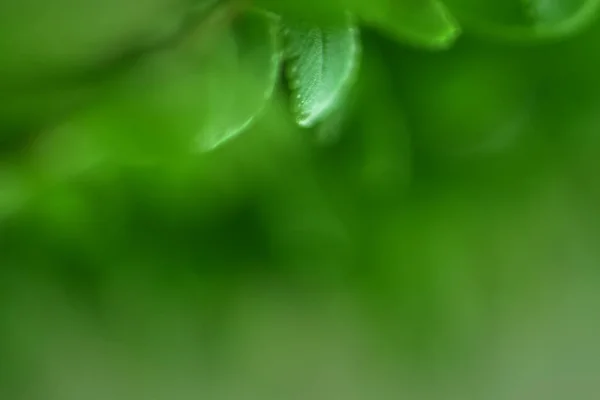 Bokeh Green Nature Subtle Background Abstract Style Graphic Design — 스톡 사진