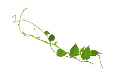 Sarmaşık yaprakları sarmaşık ormanları, kalp şeklinde yeşil yapraklar tırmanıyor bitki örtüsüne tırmanıyor doğa beyaz arka planda kırpma yolu ile izole edilmiş..