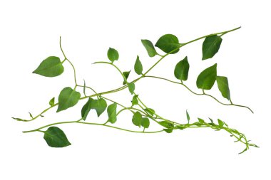 Sarmaşık yaprakları sarmaşık ormanları, kalp şeklinde yeşil yapraklar tırmanıyor bitki örtüsüne tırmanıyor doğa beyaz arka planda kırpma yolu ile izole edilmiş..