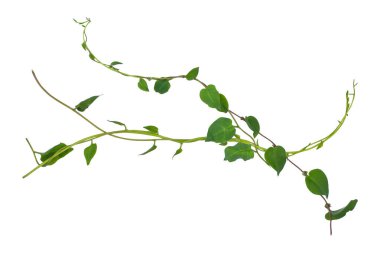 Sarmaşık yaprakları sarmaşık ormanları, kalp şeklinde yeşil yapraklar tırmanıyor bitki örtüsüne tırmanıyor doğa beyaz arka planda kırpma yolu ile izole edilmiş..