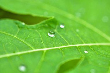 Yeşil bambu yaprağının üzerine su damlası ve bulanık arkaplan
