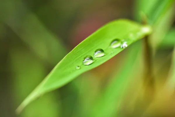 Gota Água Folha Bambu Verde Com Fundo Borrado — Fotografia de Stock