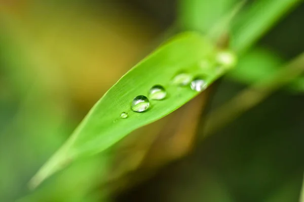 Gota Água Folha Bambu Verde Com Fundo Borrado — Fotografia de Stock