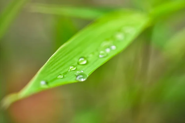 water drop on green bamboo leaf with blurred background