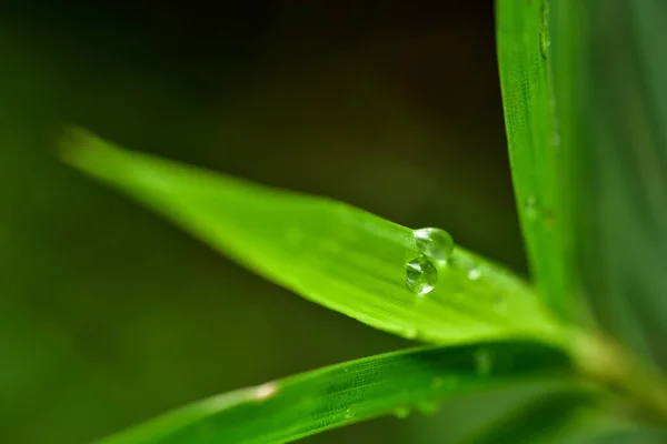 Gota Água Folha Bambu Verde Com Fundo Borrado — Fotografia de Stock