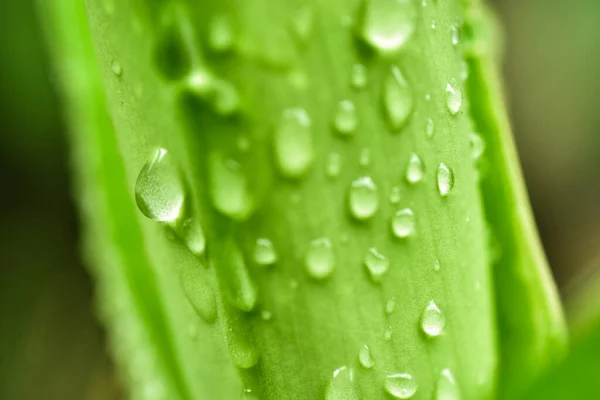 water drop on green bamboo leaf with blurred background