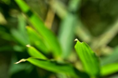 Soyut yeşil yaprak arka plan, yumuşak odak, güneşli gün, taze bahar tarlası, doğal desenli duvar kağıdı.