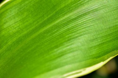 Soyut yeşil yaprak arka plan, yumuşak odak, güneşli gün, taze bahar tarlası, doğal desenli duvar kağıdı.