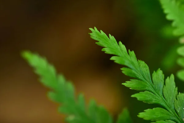 Abstrato Verde Folha Fundo Foco Suave Dia Ensolarado Campo Primavera — Fotografia de Stock