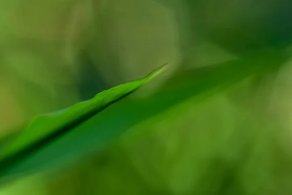 Abstrait Fond Feuille Verte Mise Point Douce Journée Ensoleillée Champ — Photo