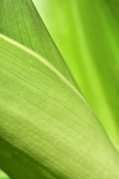 Abstrato Verde Folha Fundo Foco Suave Dia Ensolarado Campo Primavera — Fotografia de Stock