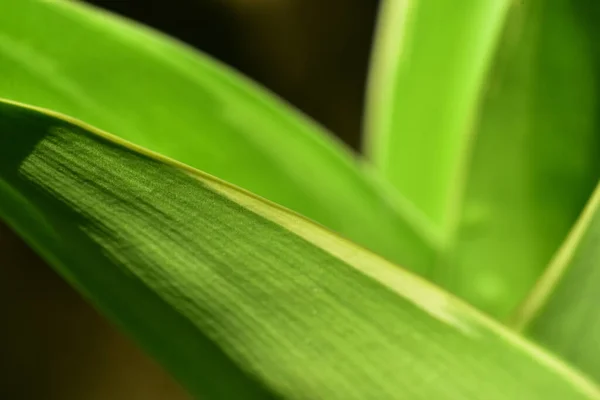 Abstrato Verde Folha Fundo Foco Suave Dia Ensolarado Campo Primavera — Fotografia de Stock