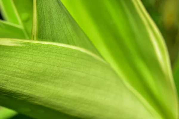 Abstraktes Grünes Blatt Hintergrund Weicher Fokus Sonniger Tag Frisches Frühlingsfeld — Stockfoto