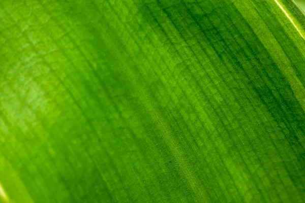 Abstraktes Grünes Blatt Hintergrund Weicher Fokus Sonniger Tag Frisches Frühlingsfeld — Stockfoto