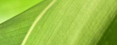 Arka plan olarak doğal yeşil bitkiler manzarası, ekoloji, taze kapak sayfası kavramını kullanarak metin için metin alanı bulunan bulanık arka planda yakın doğa görünümü