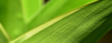 Arka plan olarak doğal yeşil bitkiler manzarası, ekoloji, taze kapak sayfası kavramını kullanarak metin için metin alanı bulunan bulanık arka planda yakın doğa görünümü