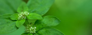 Arka plan olarak doğal yeşil bitkiler manzarası, ekoloji, taze kapak sayfası kavramını kullanarak metin için metin alanı bulunan bulanık arka planda yakın doğa görünümü