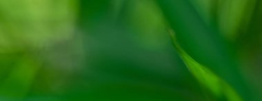 Arka plan olarak doğal yeşil bitkiler manzarası, ekoloji, taze kapak sayfası kavramını kullanarak metin için metin alanı bulunan bulanık arka planda yakın doğa görünümü