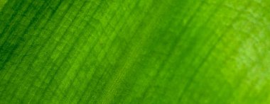 Arka plan olarak doğal yeşil bitkiler manzarası, ekoloji, taze kapak sayfası kavramını kullanarak metin için metin alanı bulunan bulanık arka planda yakın doğa görünümü