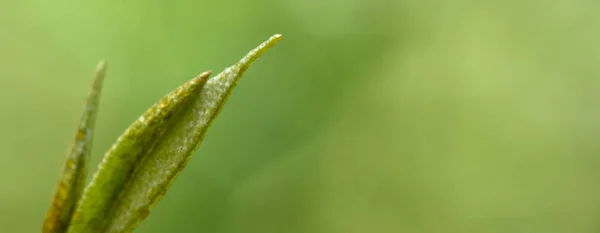 Detailní Pohled Přírodu Rozmazaném Pozadí Zahradě Kopírovacím Prostorem Pro Text — Stock fotografie