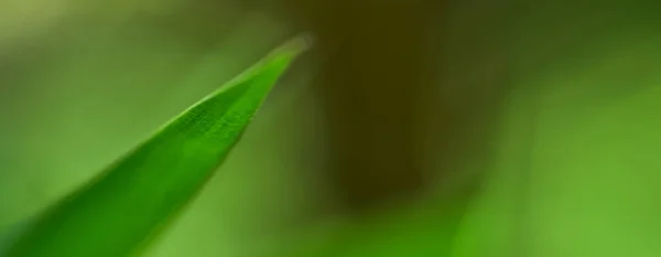 Nahaufnahme Natur Ansicht Auf Verschwommenem Hintergrund Garten Mit Kopierplatz Für — Stockfoto