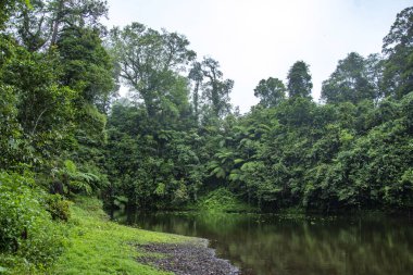 Ormanın ortasındaki göl. Dağlarda ilkbaharın başlarında. Gölün sakin yüzeyi sık ormanı yansıtır. Sihirli ve gizemli