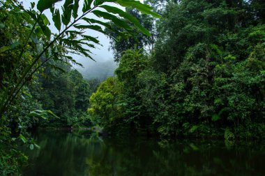 Ormanın ortasındaki göl. Dağlarda ilkbaharın başlarında. Gölün sakin yüzeyi sık ormanı yansıtır. Sihirli ve gizemli