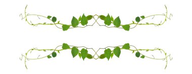 Kalp şeklinde yeşil yapraklar tırmanan sarmaşık sarmaşıkları (Telosma kordata) sarmaşık sarmaşığı sarmaşık sarmaşığı beyaz arka planda yalıtılmış yabani orman bitkisi, kırpma yolu dahil.