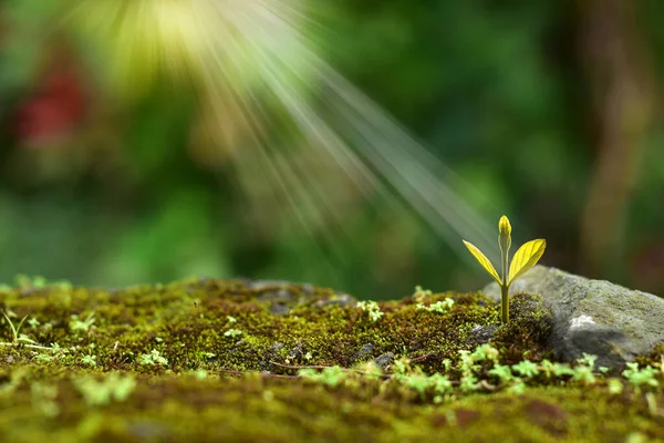 Jovem Planta Crescendo Luz Manhã Natureza Verde Bokeh Fundo Nova — Fotografia de Stock