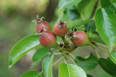 Bahçede yumurtalık elması dalı