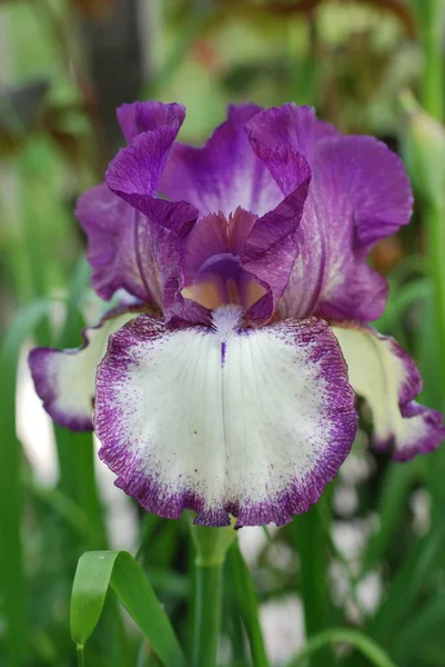 Fleur Iris Violet Dans Jardin — Photo