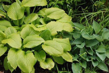 Yaz yağmurundan sonra bahçede Hosta çalıları. yeşil arkaplan