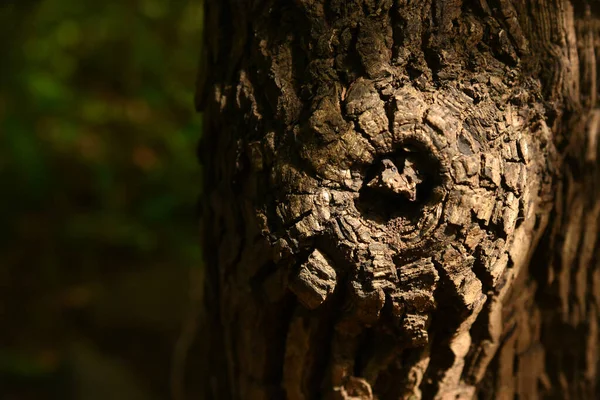 Feche Tronco Árvore Casca Árvore Fundo Madeira Com Espaço Texto — Fotografia de Stock