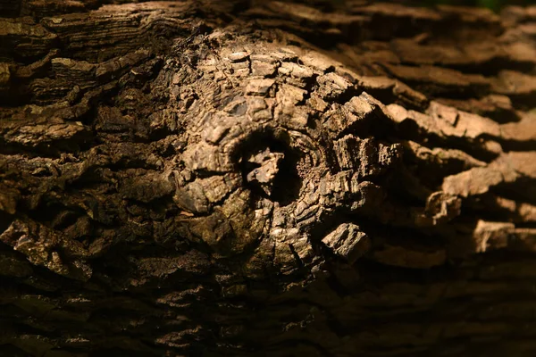 Feche Tronco Árvore Casca Árvore Fundo Madeira Com Espaço Texto — Fotografia de Stock