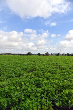 Fıstık hasadı, hasat için hazır, Gujarat, Hindistan.