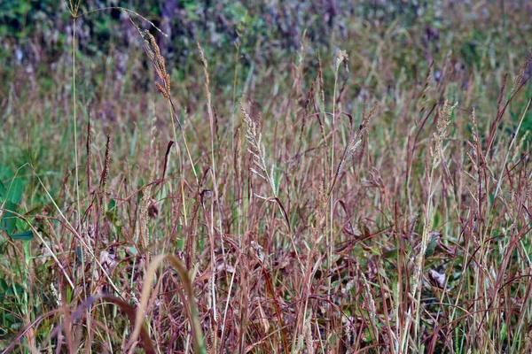 Ein Natürlicher Abstrakter Grashintergrund — Stockfoto