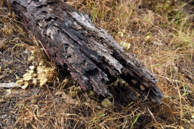 Çimenli topraklarda yanan ölü bir ağaca yakın..