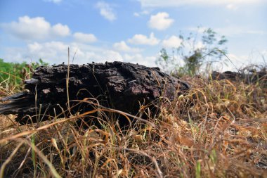 Ölü ağaç gövdesi görüntüsünü kapat