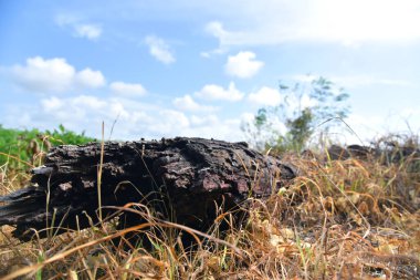 Kesilmiş ağaç gövdesi manzara resmini kapat .