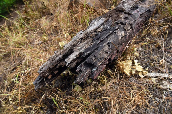 Ölü ağaç gövdesi görüntüsünü kapat