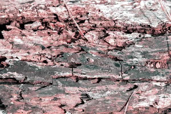 Ölü ağaç yüzeyini kapatın..