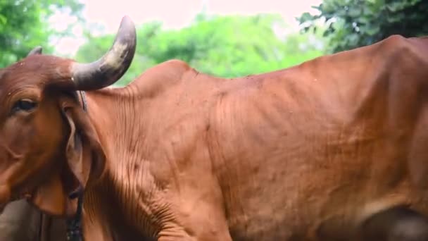 Ασιατικές Αγελάδες Και Βουβάλια Διασχίζουν Μικρά Δάση Και Πίνουν Νερό — Αρχείο Βίντεο