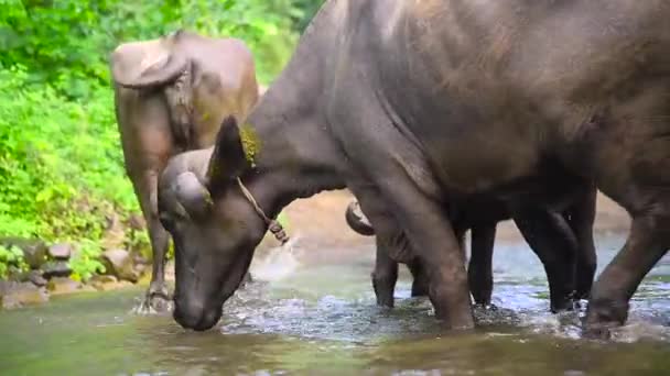 Aziatische Koe Buffel Kruising Kleine Bos Rivier Drink Water — Stockvideo