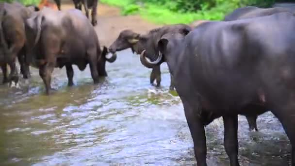 Asiatische Kuh Und Büffel Überqueren Kleinen Waldfluss Und Trinken Wasser — Stockvideo
