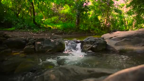 春の森の中の小さな熱帯の滝は岩や緑の植物に囲まれ — ストック動画