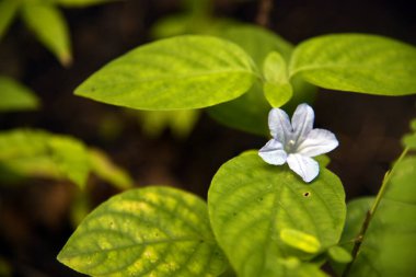 Yeşil yapraklara karşı tomurcuklu mor çiçek.