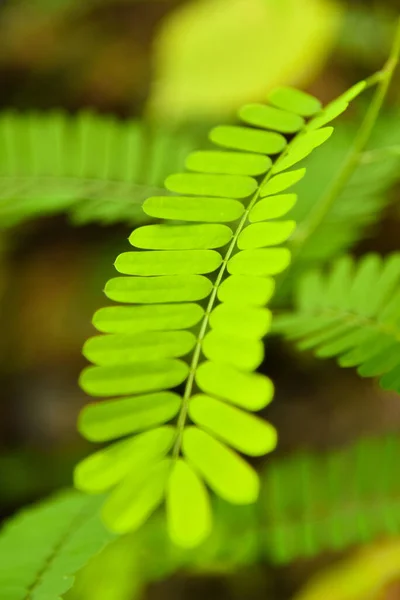 Eğreltiotu yaprakları bulanık doğa arka planında