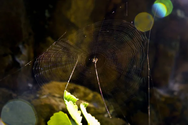 Tela Araña Textura Natural Fondo —  Fotos de Stock