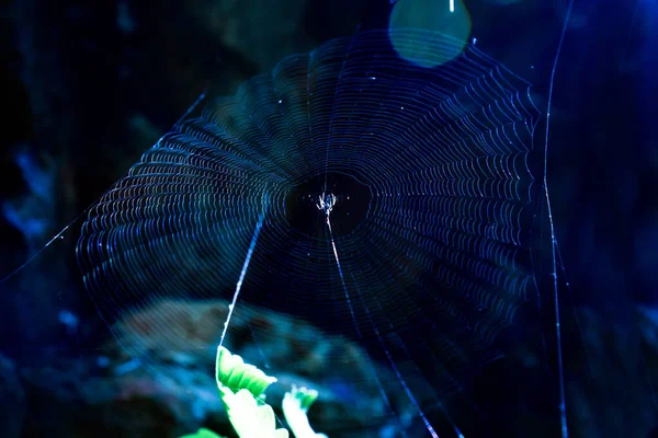 거미줄의 자연적 질감은 배경이 해졌습니다 인도의 — 스톡 사진